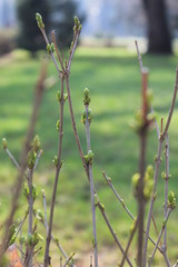 grass on a background