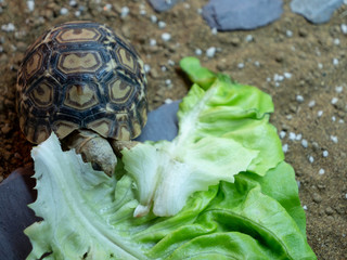 Obraz premium A baby leopard tortoise chowing down on a big lettuce leaf