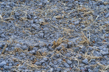 Harvested rice hay on grey soil