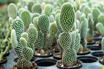 Close up thorns of cactus background