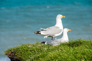cute couple of seagulls on the edge of the cliff