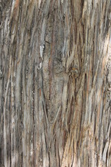 old wood texture