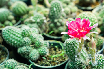 Close up thorns of cactus background