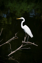 white bird and dark background when it's waiting to fishing for eat