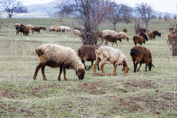 A flock of sheep grazes in nature. Countryside, farming. Natural rustic background
