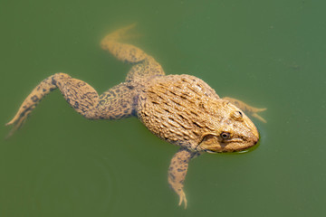 Image of Chinese edible frog, East Asian bullfrog, Taiwanese frog (Hoplobatrachus rugulosus) on the water. Amphibian. Animal.