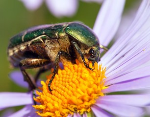 green rose chafer in latin cetonia aurata