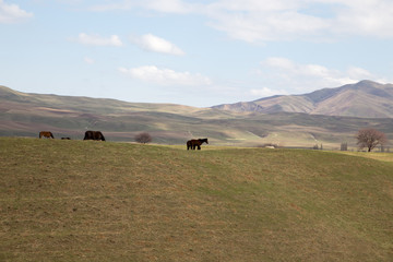 Horses graze in a meadow in the mountains. Grazing livestock.