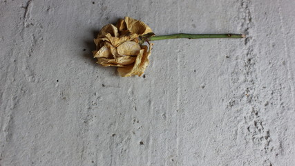 Wilted rose isolated on gray background. One beige old rose. Fading flower. The end of the flowering stage. Old age. Florist on the background of cement.