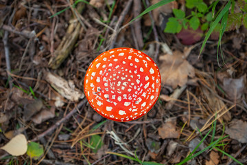 Fly agaric
