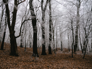 Fototapeta premium Forest landscape. Amazing nature concept.