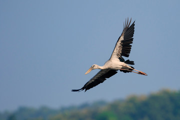 Image of an Asian openbill stork(Anastomus oscitans) flying in the sky. Bird, Wild Animals.
