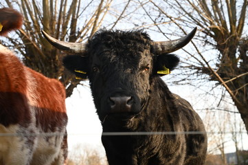 schwarzer Stier mit Hörnern auf einer Weide in Brandenburg, im Hintergrund Bäume