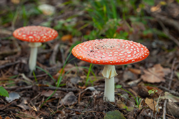 Fly agaric