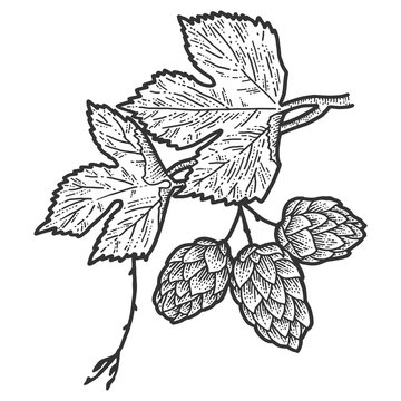 Sprig of blooming hops and leaves. Scratch board imitation. Black and white hand drawn image.