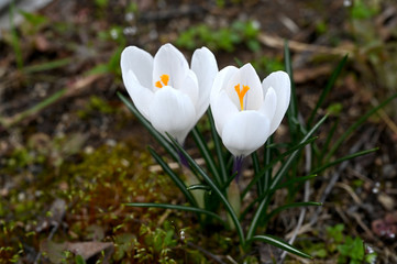 日本の国営武蔵丘陵森林公園で純白のクロッカスが咲く春の風景