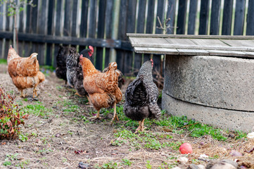 Hens, chickens on farm.