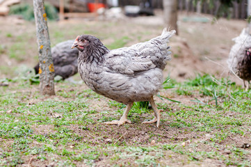 Hens, chickens on farm.