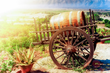 Wooden barrel with vine on cart. Beautiful sunny day at grape plantation. Traditional vineyard and winery of mediterranean. Organic agriculture and natural farming background