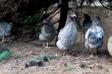 Hens, chickens on farm.