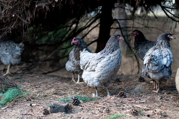 Hens, chickens on farm.