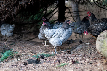 Hens, chickens on farm.