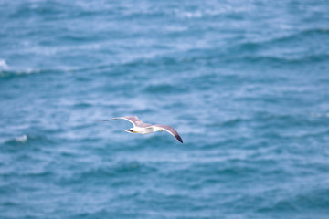 dynamic flying seagull on the sky