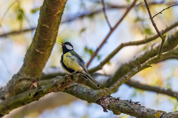 Naklejka premium Parus - Tit sits in a tree crown on a branch. Background is blue sky.