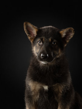 puppy on a dark background. mixed dog. cute pet in the studio