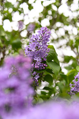 Fresh spring blossom flower, purple color.