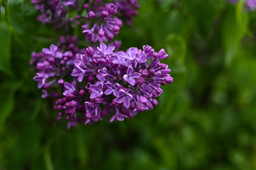 Fresh spring blossom flower, purple color.