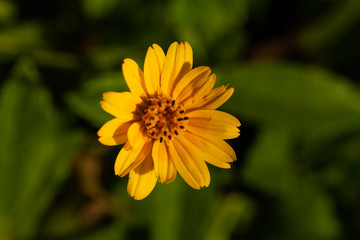 yellow flower