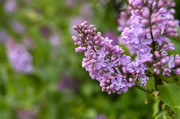 Obraz na płótnie Canvas Fresh spring blossom flower, purple color.