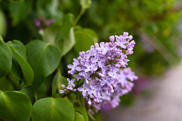 Fresh spring blossom flower, purple color.