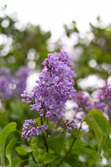 Fresh spring blossom flower, purple color.