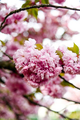 Fresh spring blossom flower, pink color.