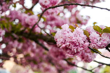 Fresh spring blossom flower, pink color.