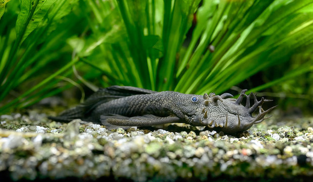 Tropical water Ancistrus catfish male lying on aquarium bottom.