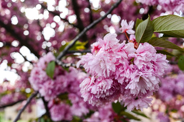 Fresh spring blossom flower, pink color.