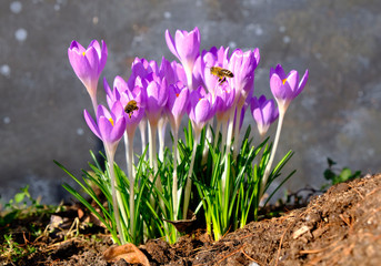 Blossoming spring crocuses with a flying bee. Beautiful, delicate, colorful flowers on a sunny day in the garden.