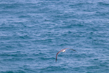 Naklejka premium dynamic flying seagull on the sky