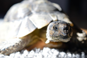 Portrait of a tortoise