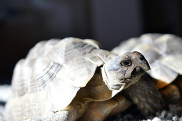 Portrait of a tortoise