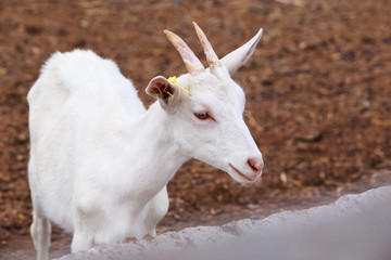 Portrait of goat