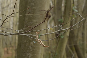 wood leaf brown green branch