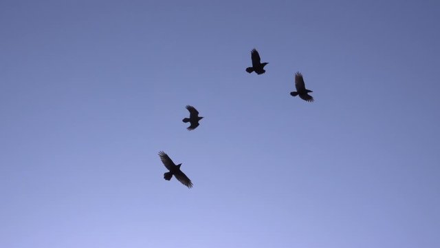 Ravens flying over the sun slow motion blue sky.mov