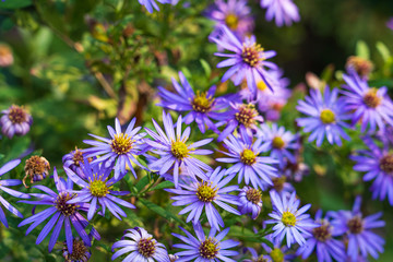 Purple alpine aster flowers in the garden