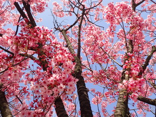 春の青空と濃いピンクの桜の木