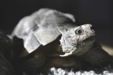 Fototapeta na wymiar Portrait of a tortoise