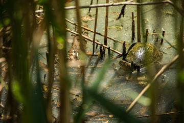 turtle in the swamp, in the mud among the vegetation